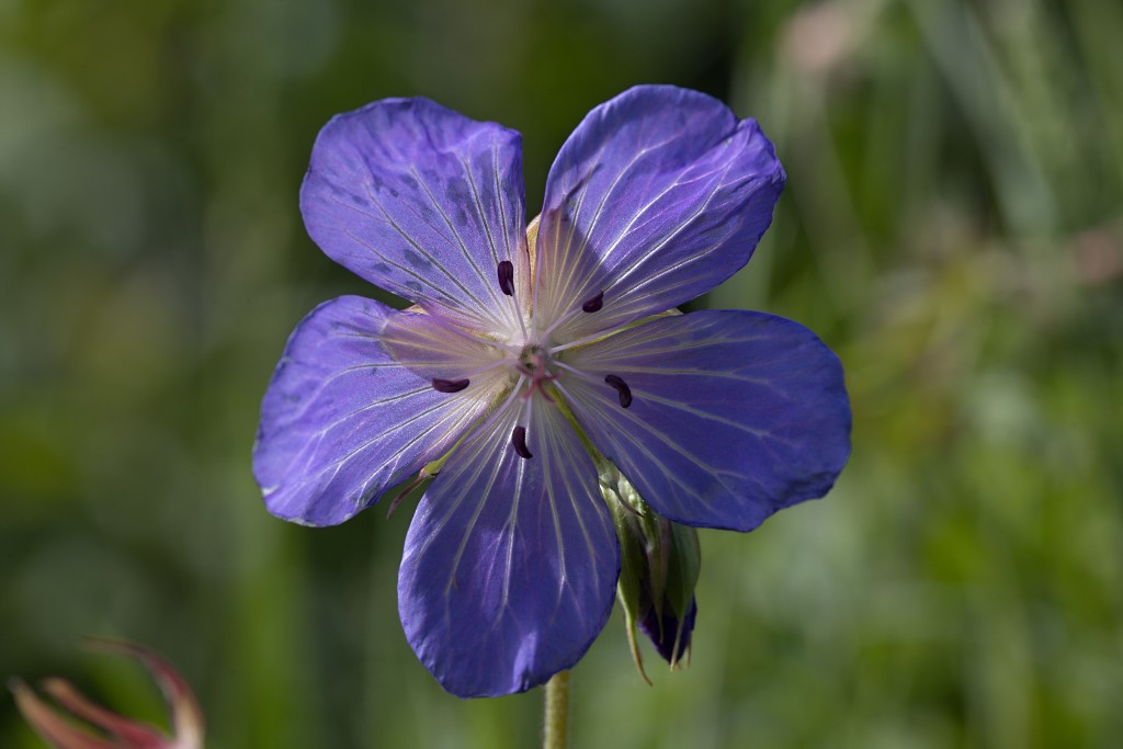 voornes duin tenellaplas Quackjeswater natuur natuurgebied natuurmonumenten hdr duinen Zuid Hollands landschap polder bossen natuurreservaat Natura 2000